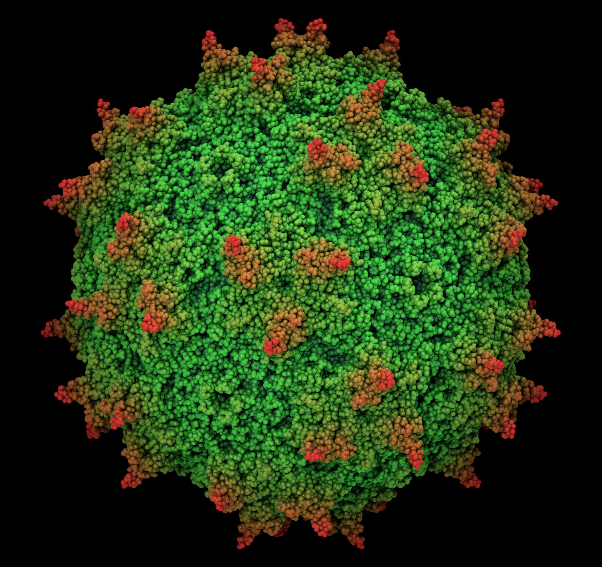 Аденоассоциированный вирус под микроскопом