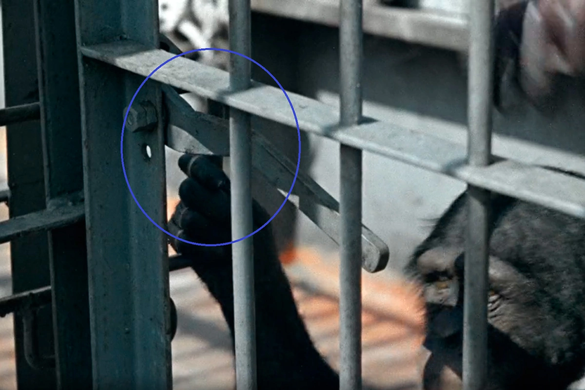 Таинственное отсутствие замков на клетках с хищниками, кадр из фильма «Полосатый рейс»