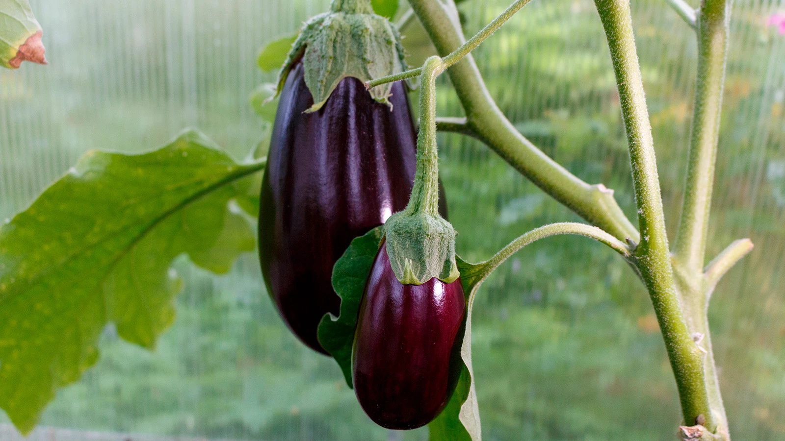 Рассада баклажанов: как выбрать семена