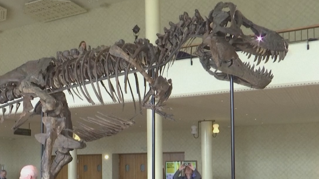 В Швейцарии скелет динозавра продали за $5,3 млн. Видео