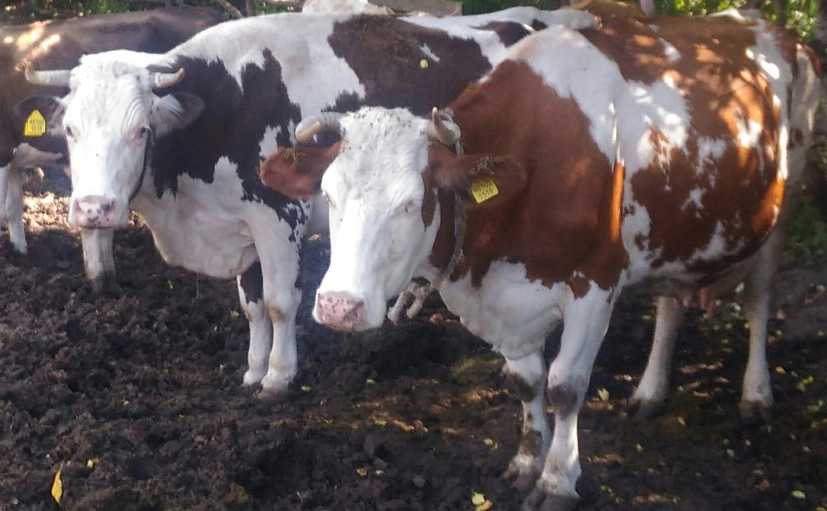 РБК Черноземье