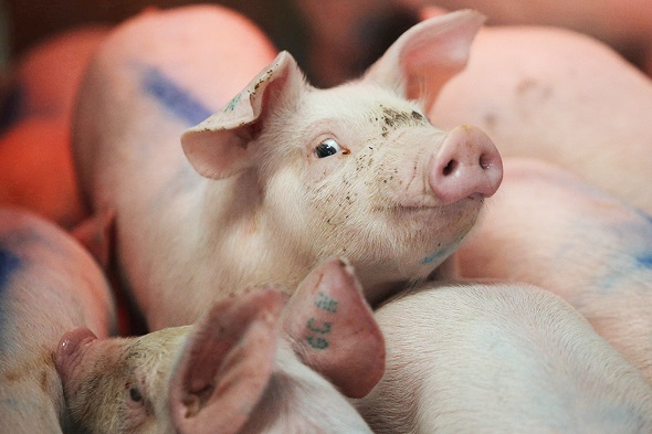 Минсельхоз РФ требует от донской «Русской свинины» более 61 млн руб.
