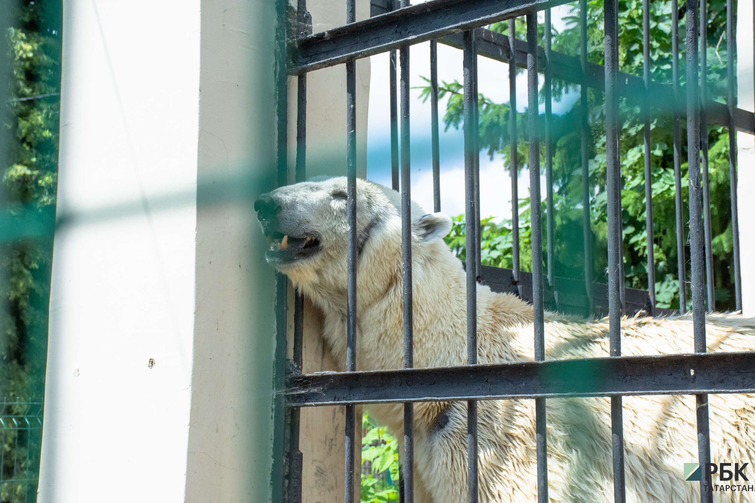Новый казанский зоопарк «Река Замбези». Фоторепортаж