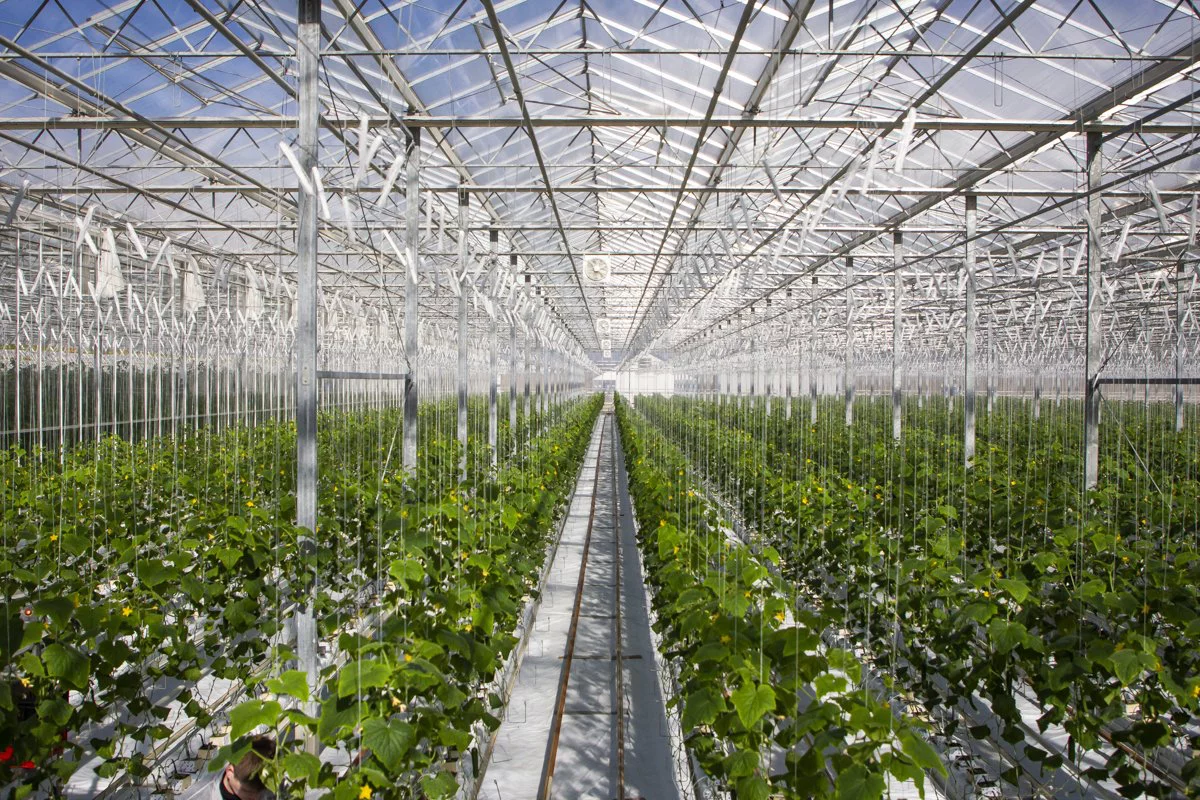 Александр Подгорчук