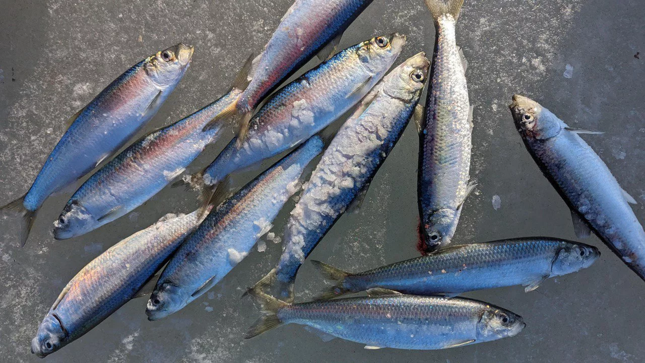 РБК Приморье