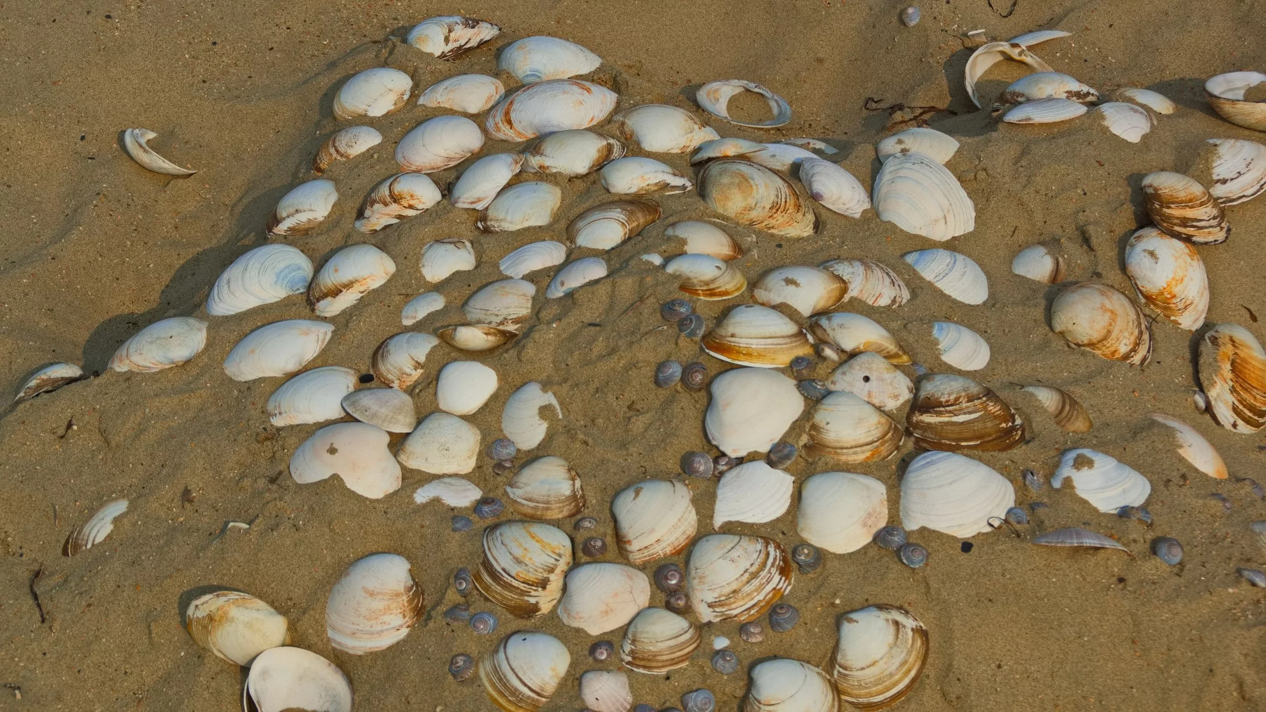 РБК Приморье