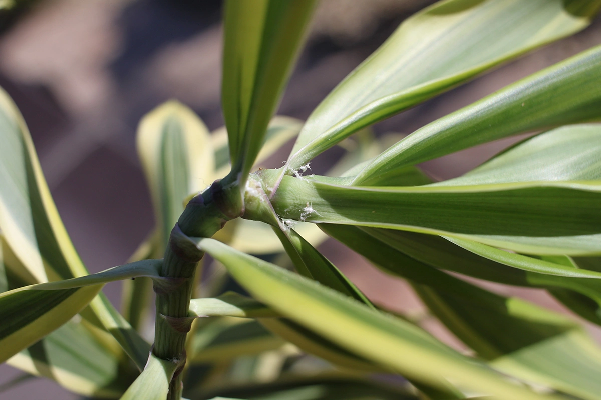 Популярное комнатное растение из семейства Спаржевых, которые внешне напоминает небольшую пальму