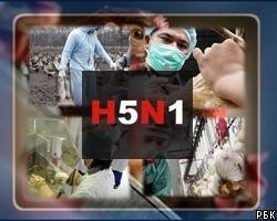 В Китае зарегистрирована вспышка птичьего гриппа