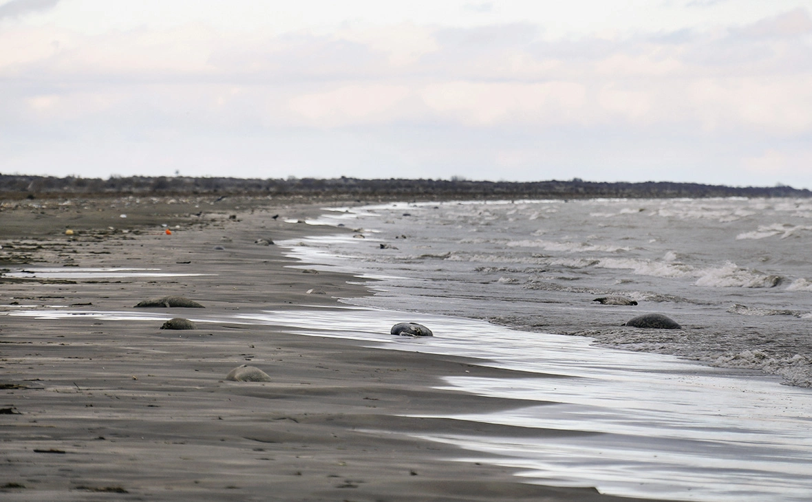 Муса Салгереев / ТАСС