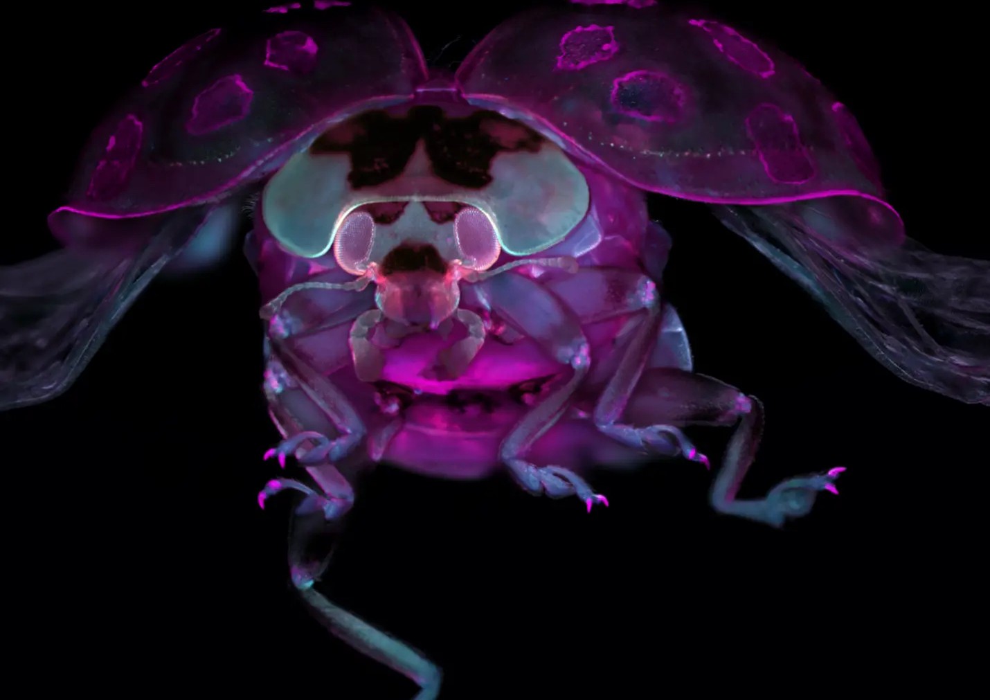 Божья коровка