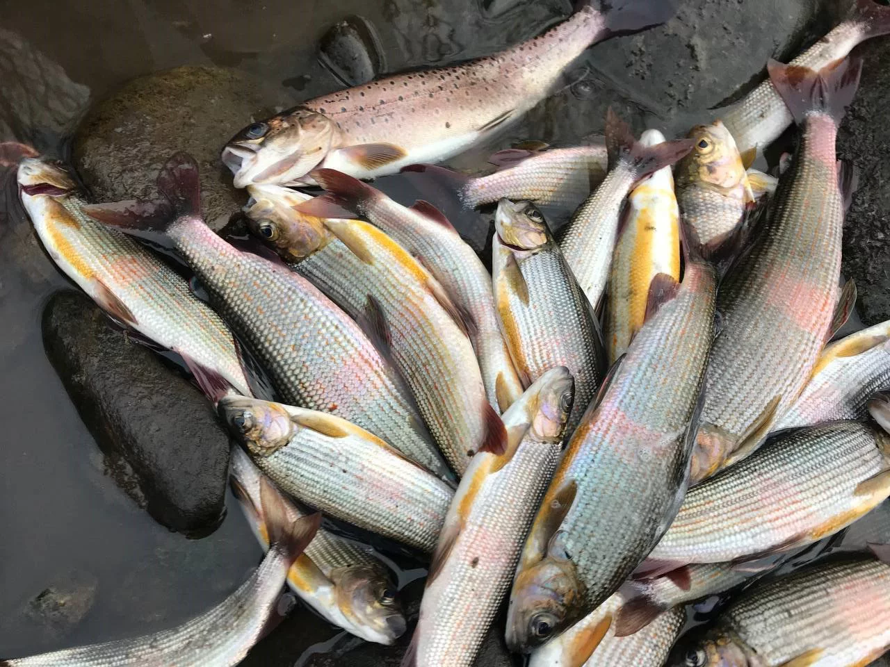 РБК Приморье