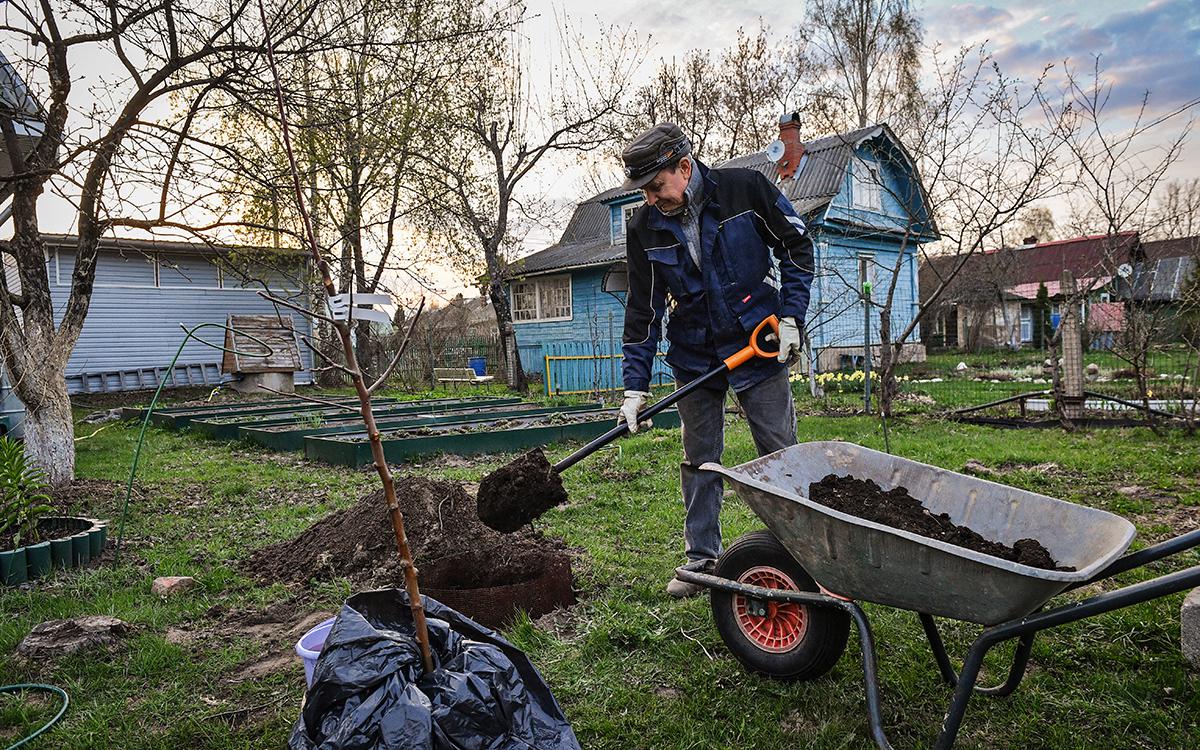 Где можно сажать деревья на даче, чтобы не получить штраф. Советы юриста
