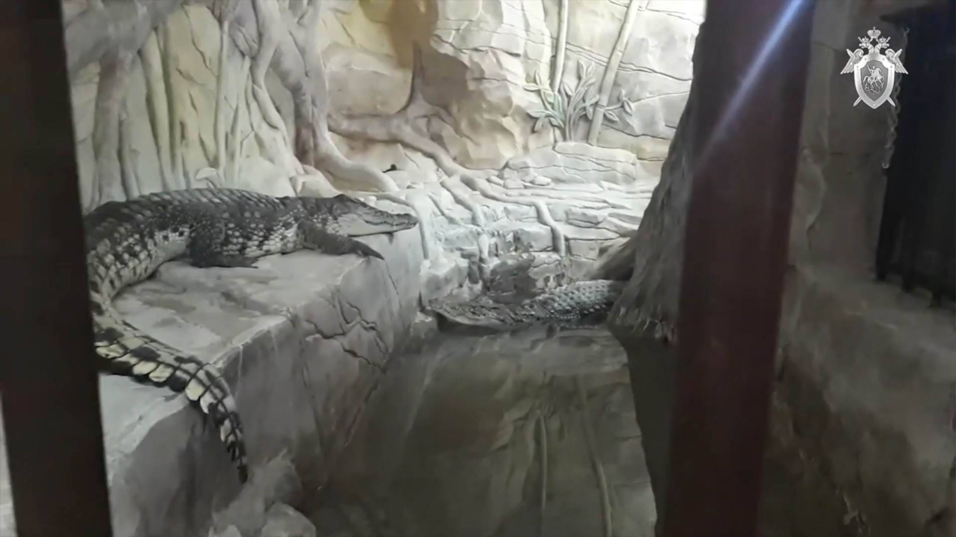 СК показал крокодилов и медведя из дома мытищинского стрелка. Видео