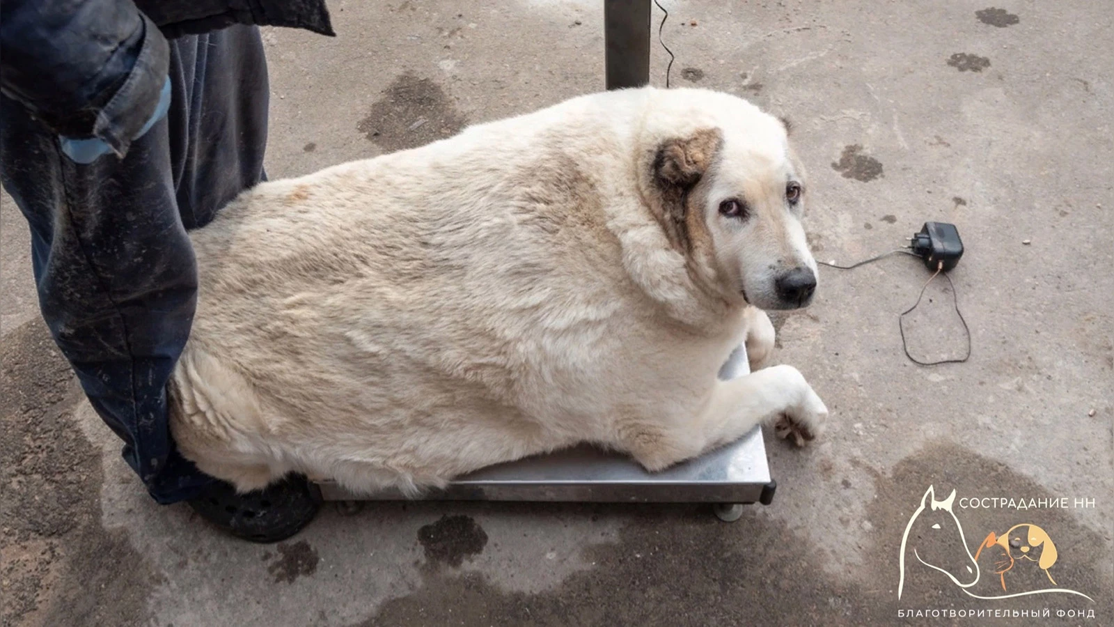 История спасения собаки в Нижнем Новгороде. Пес весит 100 кг | РБК Life