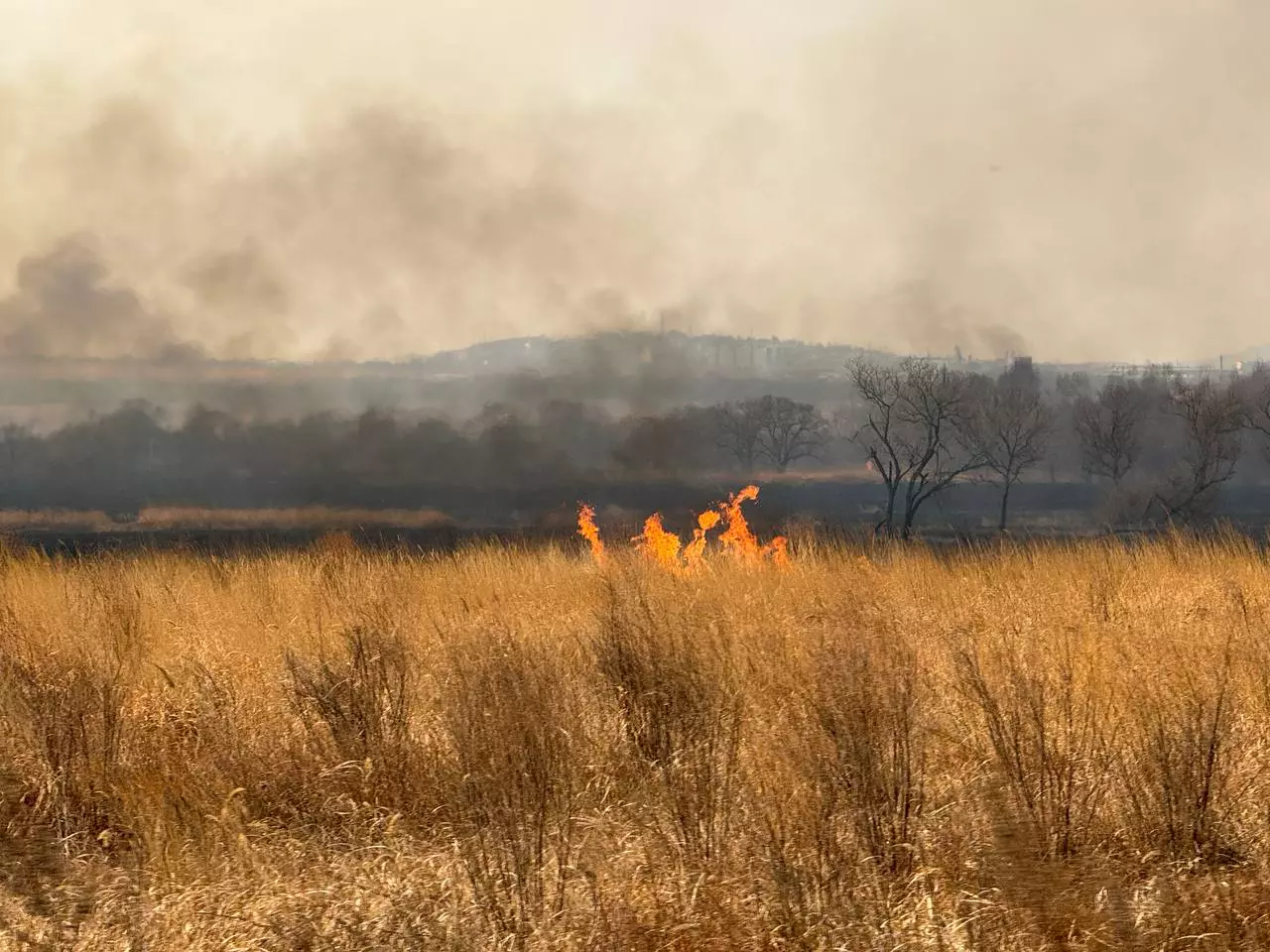 РБК Приморье