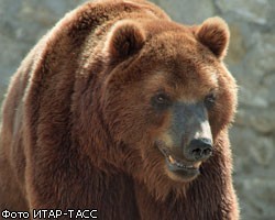 В борьбе за экологию медведь угнал гибридный автомобиль