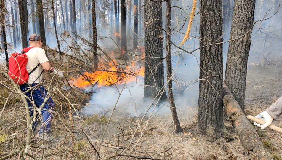 Противопожарные ранцы используют при борьбе с лесными пожарами.