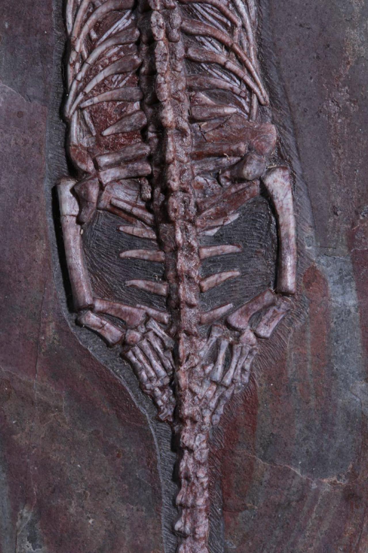 Окаменелости из коллекции&nbsp;Никиты Цаплина