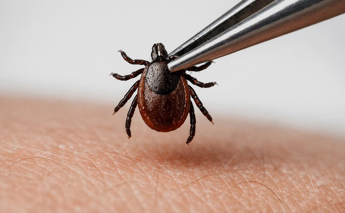 Роспотребнадзор усомнился, что «клещи-мутанты» смогут жить в Подмосковье