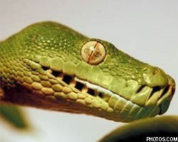 Ученые: Страх перед змеями – результат эволюции