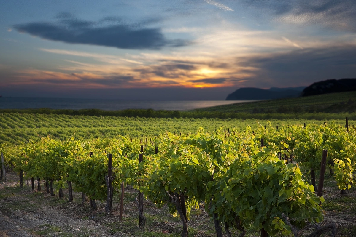 Виноделы отмечали, что в 2019 году в России был принят федеральный закон «О виноградарстве и виноделии», в котором словом «Кубань» обозначена одна из виноградо-винодельческих зон