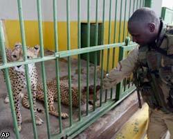 Военные США взяли под защиту багдадский зоопарк