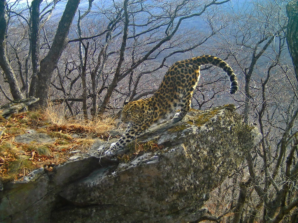 ФГБУ «Земля леопарда»