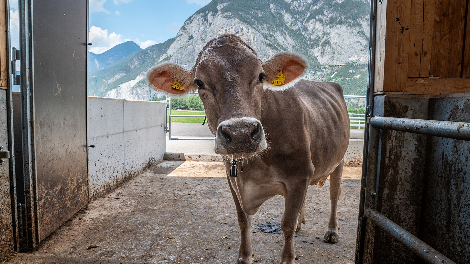 Австрийская корова