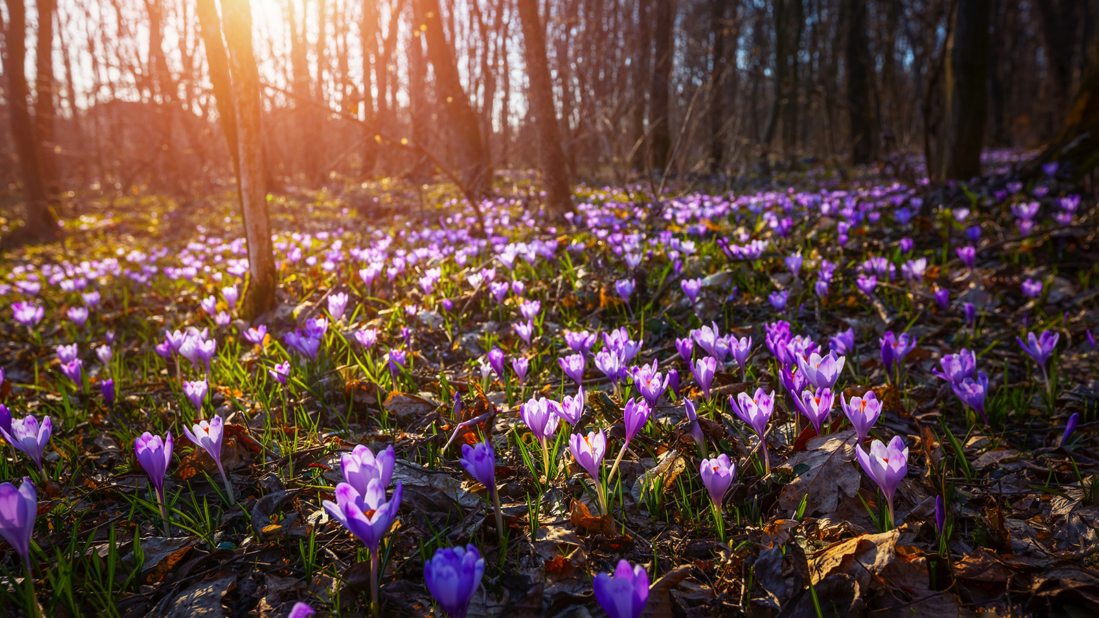 Весеннее равноденствие сформирует уникальный эффект на Земле