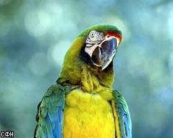 Контрабандист вез 132 арабских попугая