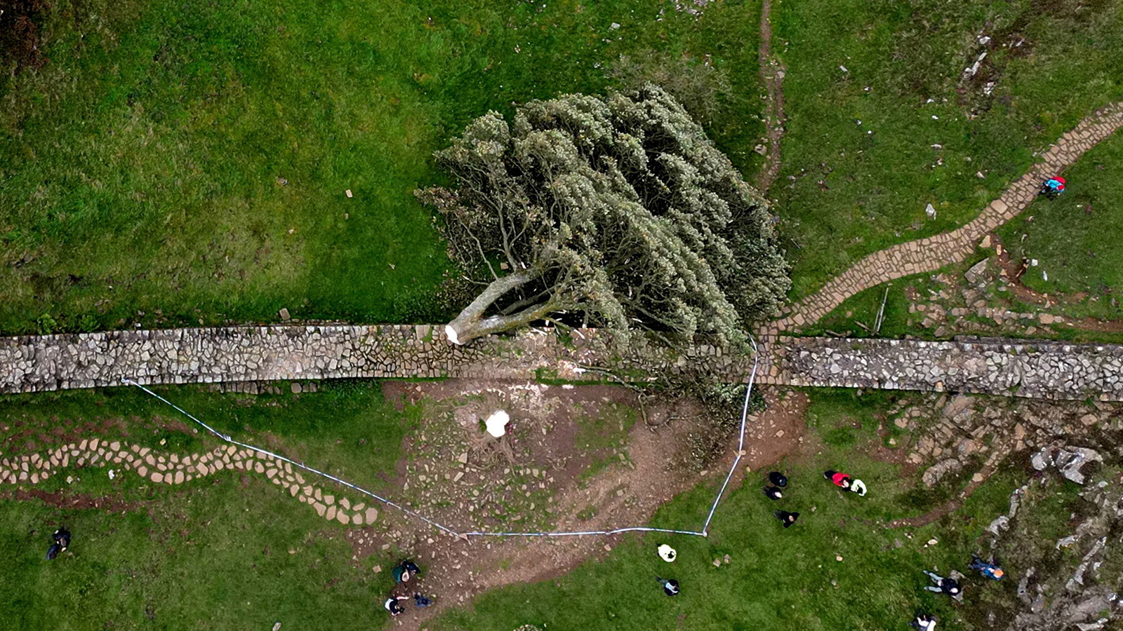 <p>Спиленное дерево на северо-востоке Англии, которые было одной из главных достопримечательностей Нортумбрии</p>