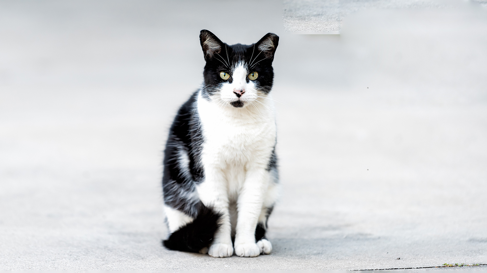 Кот прошел 250 км в поисках хозяев. Он потерялся во время отпуска