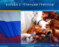 Г.Онищенко: В РФ хватит вакцины от "птичьего гриппа"
