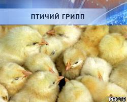 В Подмосковье обнаружен восьмой очаг птичьего гриппа