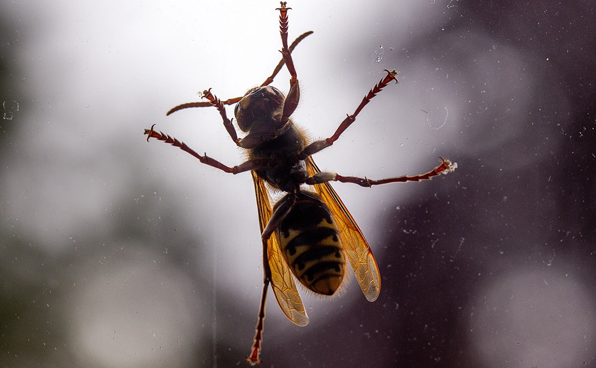 Jens Büttner / Dpa / ТАСС