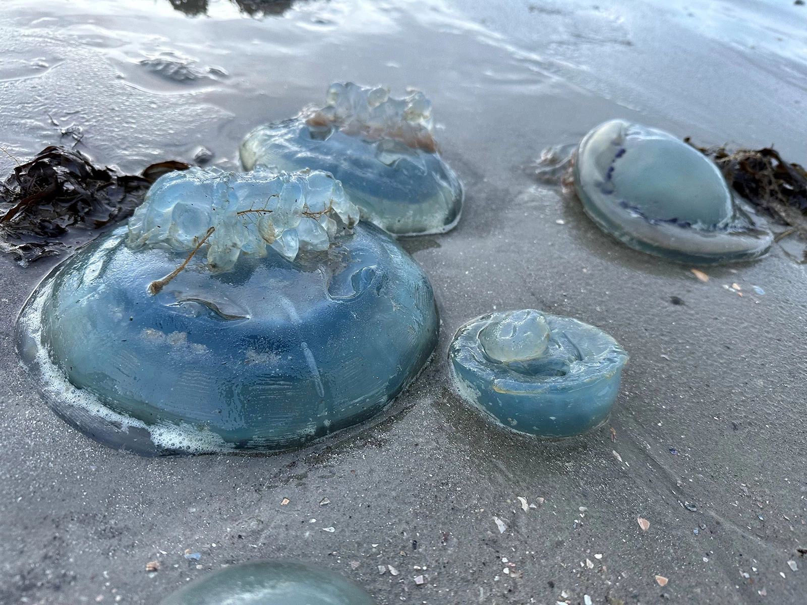 <p>На фото: мертвые голубые медузы на берегу острова Нордерней (Германия)</p>