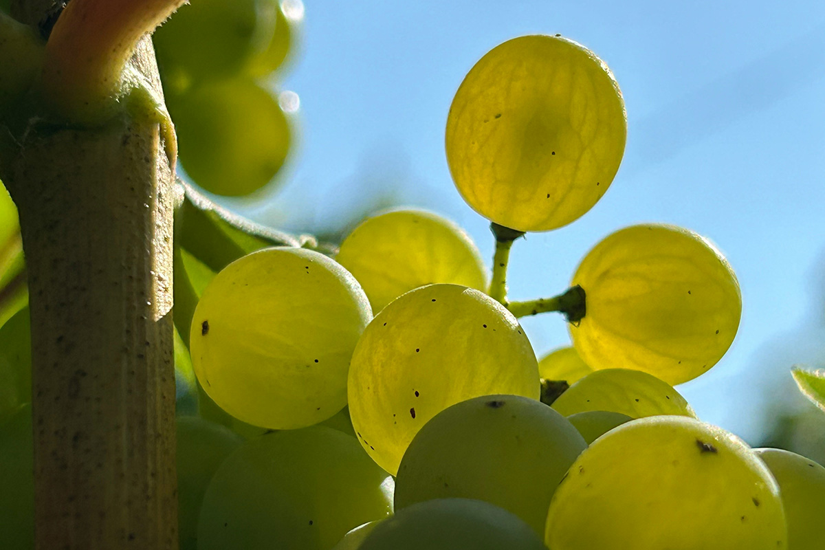 Главный винодел шампанского дома Roederer Жан-Батист Лекайон рассказал о том, что урожай 2025 года пришлось собирать очень быстро