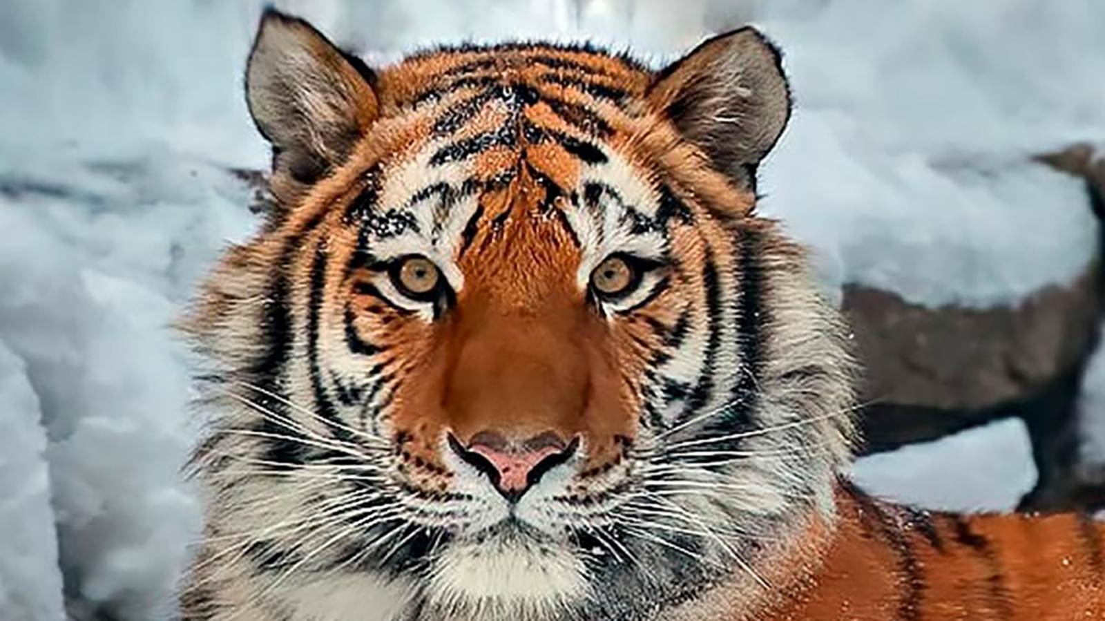 Амурский тигр Максимус