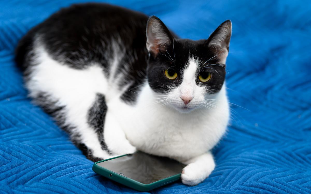 Летающий диван и переводчик для кота: каких нужных изобретений пока нет