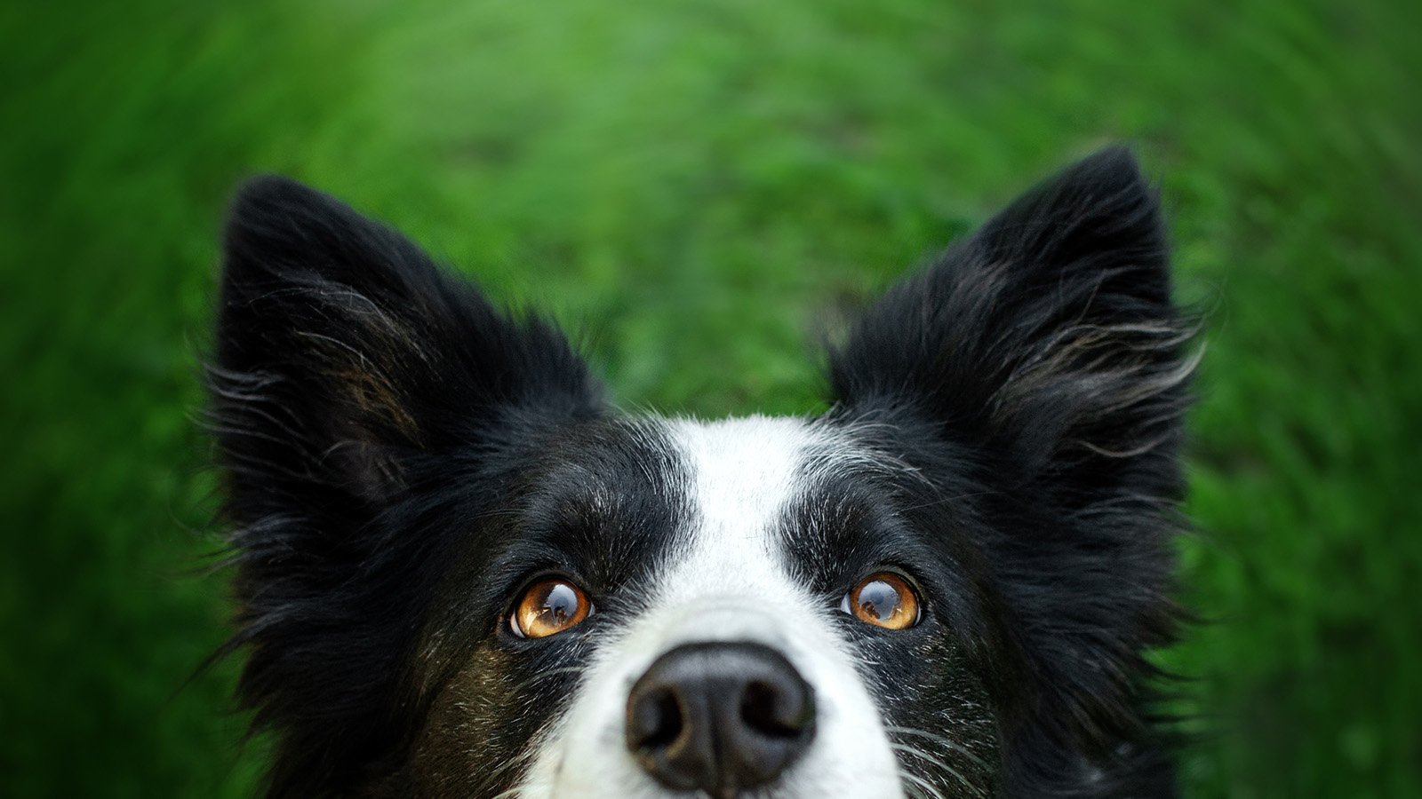 Бордер-колли