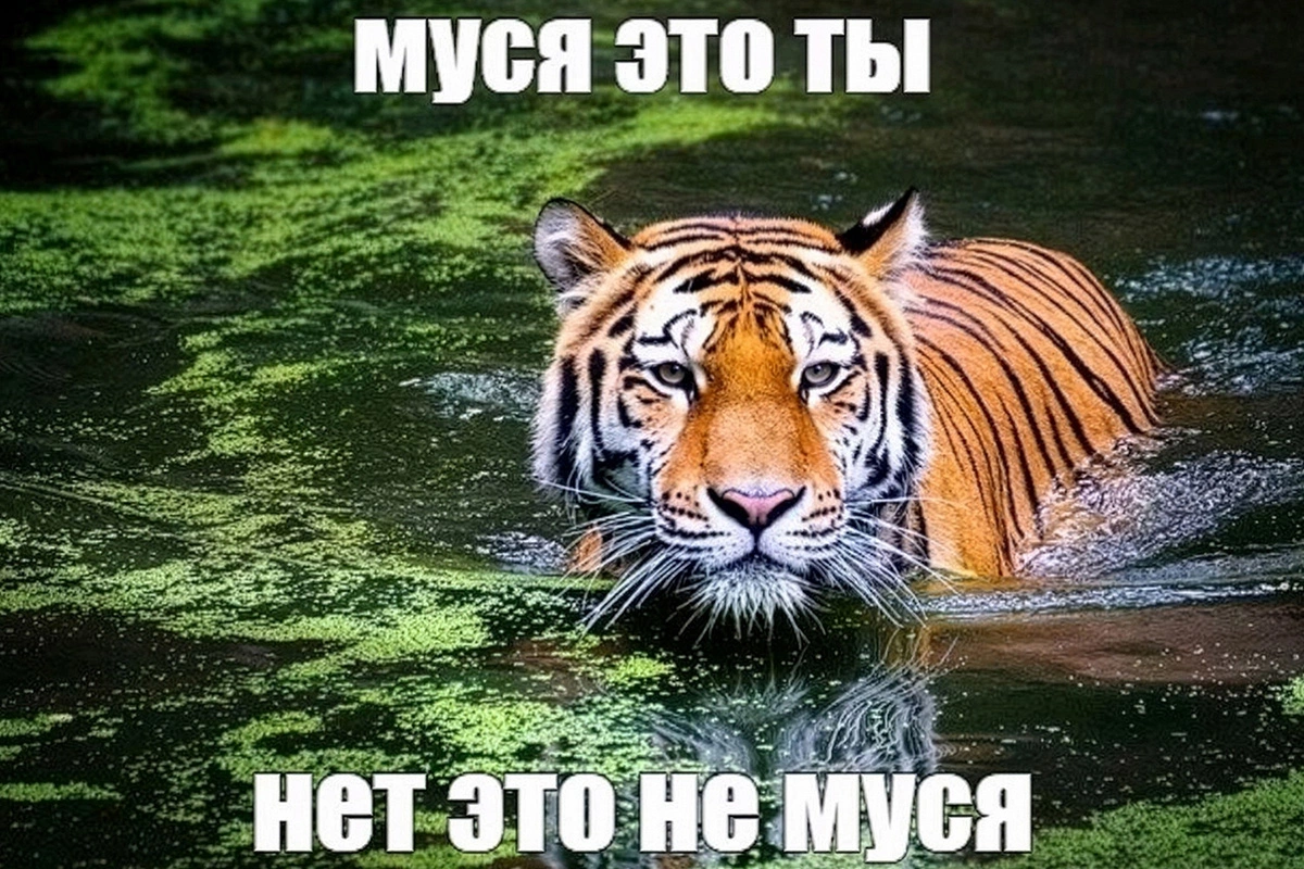 Абсурдность мема эволюционирует в зависимости от того, кто помещен на картинку. Вариант с тигром показывает, что это хоть и кошка, но гораздо больше и страшнее Муси