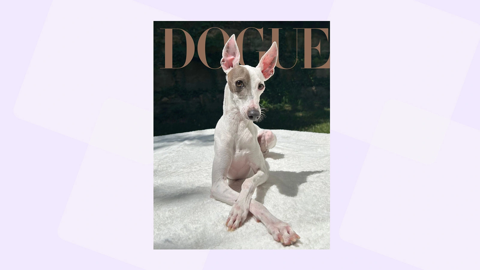 Посмотрите на собаку — победительницу конкурса Vogue. Она обворожительна