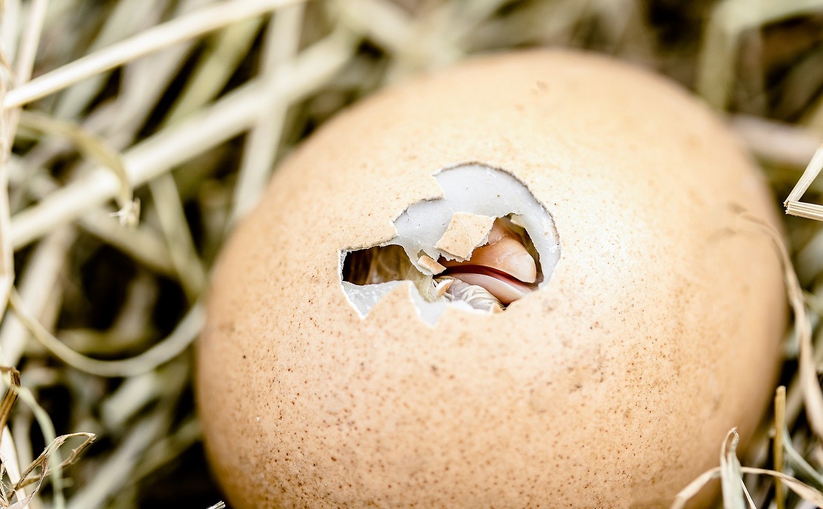 Фото: pixabay.com