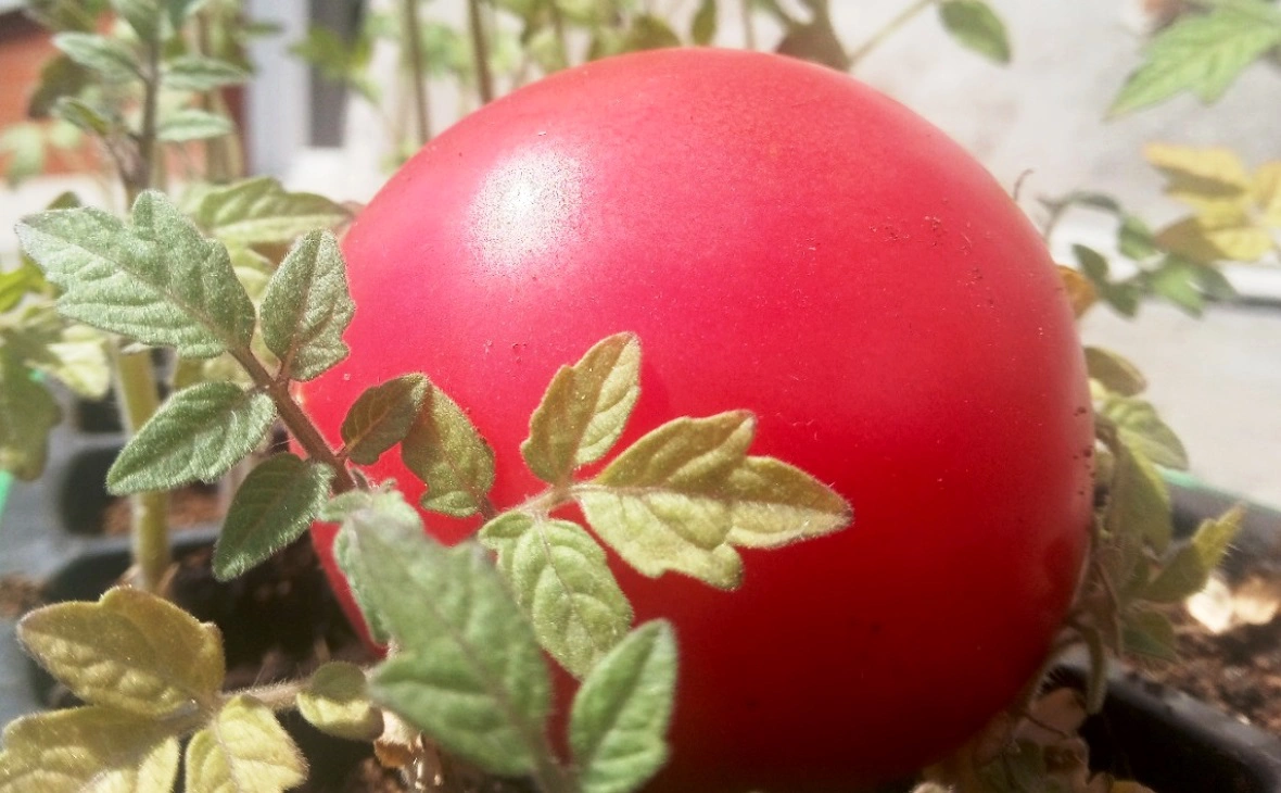 РБК Черноземье