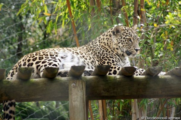 На Кавказе впервые за полвека родились леопарды. Фото