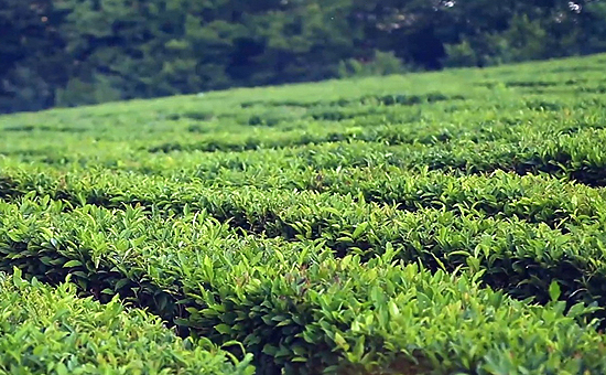 Возрождение чайной отрасли Кубани: мнения экспертов и производителей