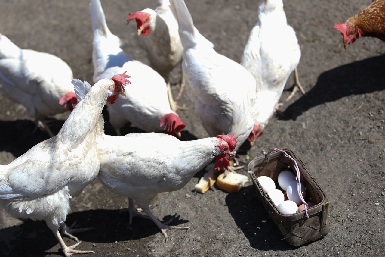 На птицефабрике было уничтожено 4,4 млн кур