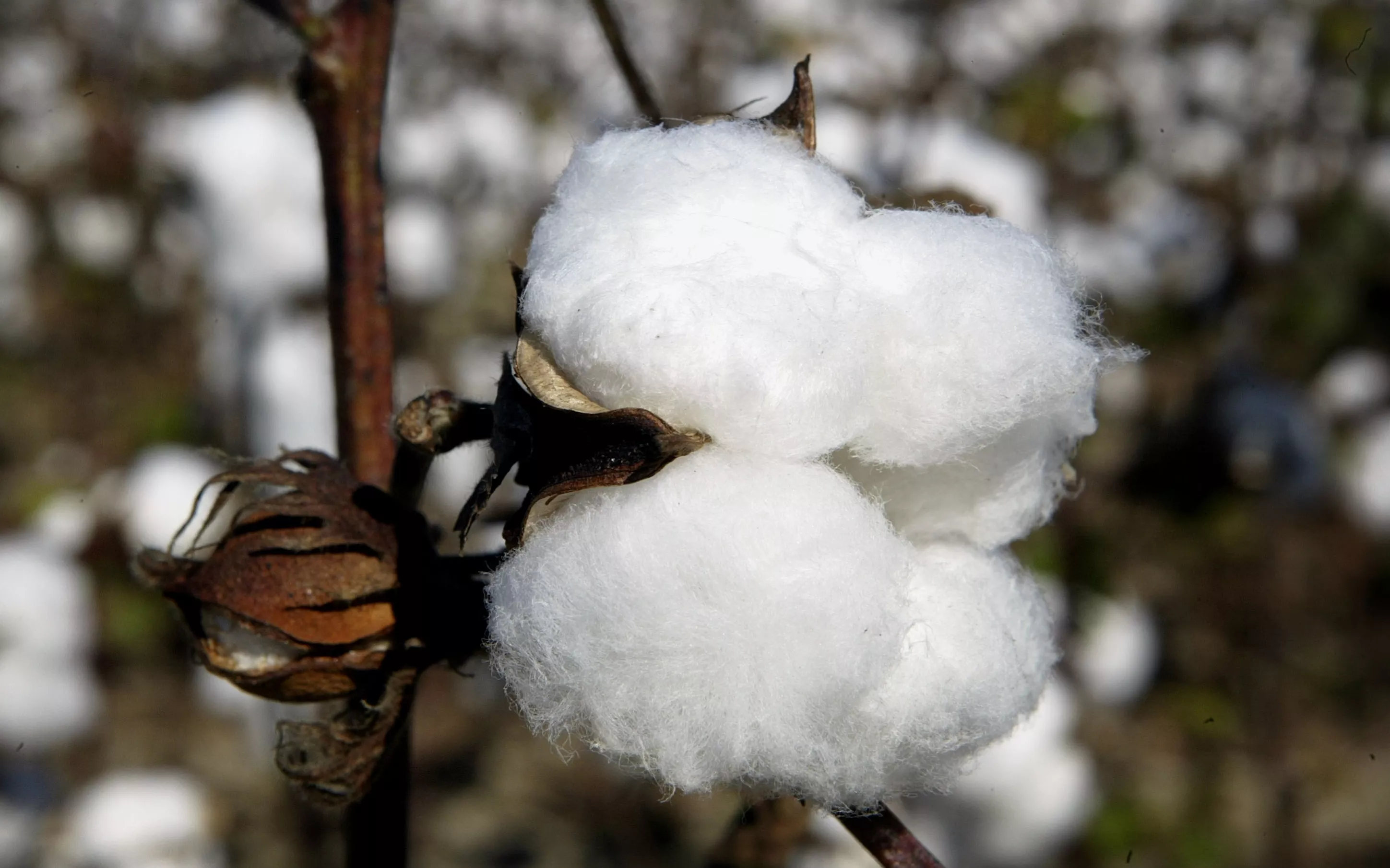 Scott Olson / Getty Images