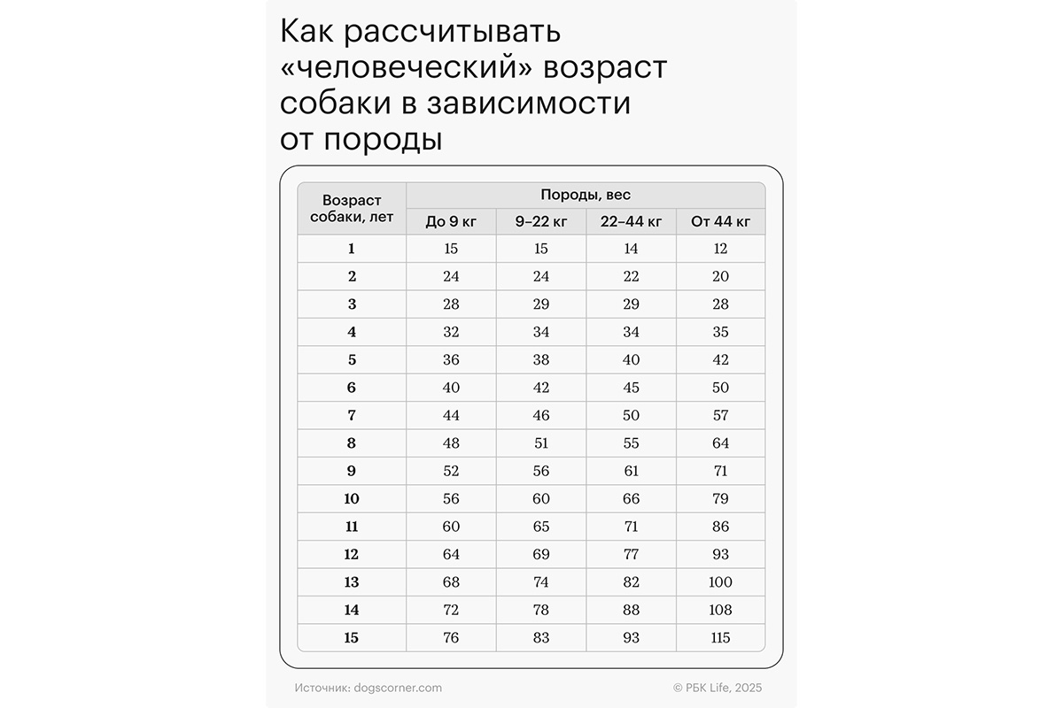 Таблица возраста собак по человеческим меркам
