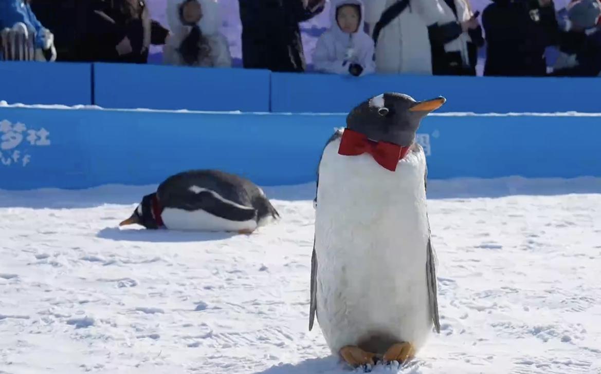 В Харбине прошел парад пингвинов. Видео